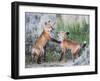 Wyoming, Sublette County. Two red fox kits playing in the sage brush near their den-Elizabeth Boehm-Framed Photographic Print