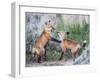 Wyoming, Sublette County. Two red fox kits playing in the sage brush near their den-Elizabeth Boehm-Framed Photographic Print