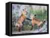 Wyoming, Sublette County. Two red fox kits playing in the sage brush near their den-Elizabeth Boehm-Framed Stretched Canvas