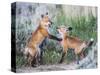 Wyoming, Sublette County. Two red fox kits playing in the sage brush near their den-Elizabeth Boehm-Stretched Canvas