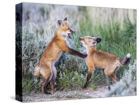 Wyoming, Sublette County. Two red fox kits playing in the sage brush near their den-Elizabeth Boehm-Stretched Canvas