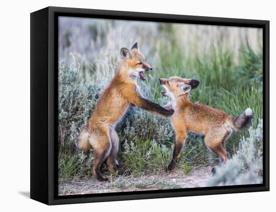 Wyoming, Sublette County. Two red fox kits playing in the sage brush near their den-Elizabeth Boehm-Framed Stretched Canvas