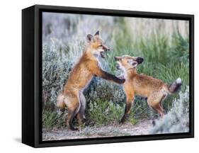 Wyoming, Sublette County. Two red fox kits playing in the sage brush near their den-Elizabeth Boehm-Framed Stretched Canvas