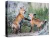 Wyoming, Sublette County. Two red fox kits playing in the sage brush near their den-Elizabeth Boehm-Stretched Canvas