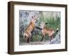 Wyoming, Sublette County. Two red fox kits playing in the sage brush near their den-Elizabeth Boehm-Framed Photographic Print