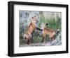 Wyoming, Sublette County. Two red fox kits playing in the sage brush near their den-Elizabeth Boehm-Framed Photographic Print