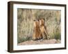 Wyoming, Sublette County. Two young fox kits watch from their den for a parent-Elizabeth Boehm-Framed Photographic Print