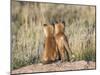 Wyoming, Sublette County. Two young fox kits watch from their den for a parent-Elizabeth Boehm-Mounted Photographic Print