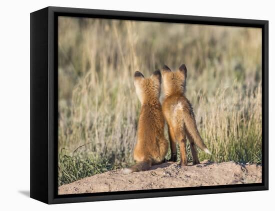 Wyoming, Sublette County. Two young fox kits watch from their den for a parent-Elizabeth Boehm-Framed Stretched Canvas