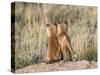 Wyoming, Sublette County. Two young fox kits watch from their den for a parent-Elizabeth Boehm-Stretched Canvas