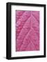 Wyoming, Sublette County, Venation Pattern on Red Leaf with Raindrops-Elizabeth Boehm-Framed Photographic Print