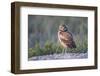 Wyoming, Sublette County. Young Burrowing Owl standing at the edge of it's burrow-Elizabeth Boehm-Framed Photographic Print