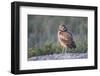 Wyoming, Sublette County. Young Burrowing Owl standing at the edge of it's burrow-Elizabeth Boehm-Framed Photographic Print