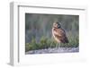 Wyoming, Sublette County. Young Burrowing Owl standing at the edge of it's burrow-Elizabeth Boehm-Framed Photographic Print