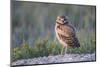 Wyoming, Sublette County. Young Burrowing Owl standing at the edge of it's burrow-Elizabeth Boehm-Mounted Photographic Print