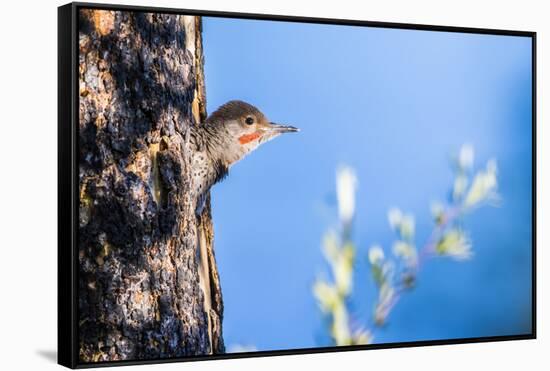 Wyoming, Sublette County. Young male Northern Flicker peering from it's nest cavity-Elizabeth Boehm-Framed Stretched Canvas