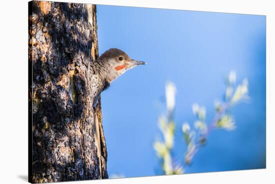Wyoming, Sublette County. Young male Northern Flicker peering from it's nest cavity-Elizabeth Boehm-Stretched Canvas