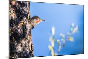 Wyoming, Sublette County. Young male Northern Flicker peering from it's nest cavity-Elizabeth Boehm-Mounted Photographic Print