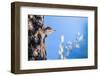 Wyoming, Sublette County. Young male Northern Flicker peering from it's nest cavity-Elizabeth Boehm-Framed Photographic Print