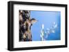 Wyoming, Sublette County. Young male Northern Flicker peering from it's nest cavity-Elizabeth Boehm-Framed Photographic Print