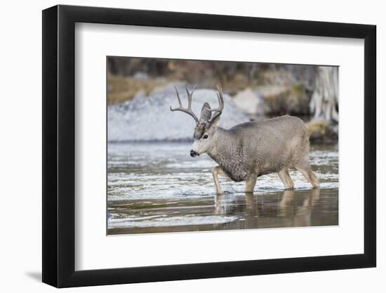 Wyoming, Sublette, Mule Deer Buck Crossing River During Fall Migration-Elizabeth Boehm-Framed Photographic Print