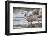 Wyoming, Sublette, Mule Deer Buck Crossing River During Fall Migration-Elizabeth Boehm-Framed Photographic Print