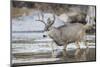 Wyoming, Sublette, Mule Deer Buck Crossing River During Fall Migration-Elizabeth Boehm-Mounted Photographic Print