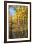 Wyoming. Trail through autumn Aspens and grasslands, Black Tail Butte, Grand Teton National Park.-Judith Zimmerman-Framed Photographic Print