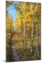 Wyoming. Trail through autumn Aspens and grasslands, Black Tail Butte, Grand Teton National Park.-Judith Zimmerman-Mounted Photographic Print