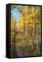 Wyoming. Trail through autumn Aspens and grasslands, Black Tail Butte, Grand Teton National Park.-Judith Zimmerman-Framed Stretched Canvas