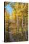 Wyoming. Trail through autumn Aspens and grasslands, Black Tail Butte, Grand Teton National Park.-Judith Zimmerman-Stretched Canvas