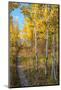 Wyoming. Trail through autumn Aspens and grasslands, Black Tail Butte, Grand Teton National Park.-Judith Zimmerman-Mounted Photographic Print
