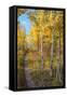 Wyoming. Trail through autumn Aspens and grasslands, Black Tail Butte, Grand Teton National Park.-Judith Zimmerman-Framed Stretched Canvas