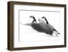 Wyoming. Two Canadian geese taking flight.-Janet Muir-Framed Photographic Print