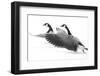 Wyoming. Two Canadian geese taking flight.-Janet Muir-Framed Photographic Print