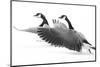 Wyoming. Two Canadian geese taking flight.-Janet Muir-Mounted Photographic Print