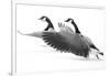 Wyoming. Two Canadian geese taking flight.-Janet Muir-Framed Photographic Print