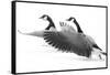 Wyoming. Two Canadian geese taking flight.-Janet Muir-Framed Stretched Canvas