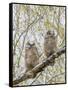 Wyoming, Two Great Horned Owls Sit in a Cottonwood Tree after Recently Fledging their Nest-Elizabeth Boehm-Framed Stretched Canvas