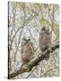 Wyoming, Two Great Horned Owls Sit in a Cottonwood Tree after Recently Fledging their Nest-Elizabeth Boehm-Stretched Canvas