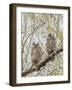 Wyoming, Two Great Horned Owls Sit in a Cottonwood Tree after Recently Fledging their Nest-Elizabeth Boehm-Framed Photographic Print