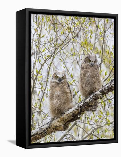 Wyoming, Two Great Horned Owls Sit in a Cottonwood Tree after Recently Fledging their Nest-Elizabeth Boehm-Framed Stretched Canvas