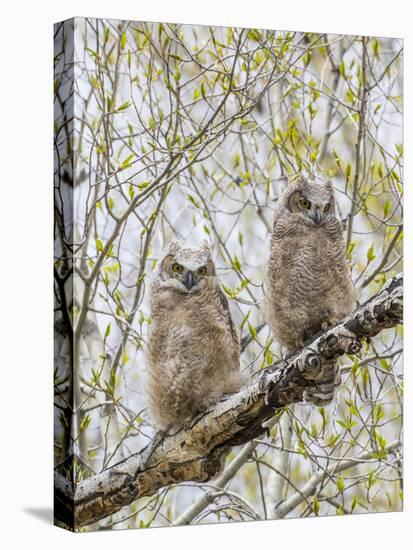 Wyoming, Two Great Horned Owls Sit in a Cottonwood Tree after Recently Fledging their Nest-Elizabeth Boehm-Stretched Canvas