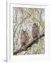 Wyoming, Two Great Horned Owls Sit in a Cottonwood Tree after Recently Fledging their Nest-Elizabeth Boehm-Framed Photographic Print