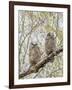 Wyoming, Two Great Horned Owls Sit in a Cottonwood Tree after Recently Fledging their Nest-Elizabeth Boehm-Framed Photographic Print