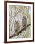 Wyoming, Two Great Horned Owls Sit in a Cottonwood Tree after Recently Fledging their Nest-Elizabeth Boehm-Framed Photographic Print