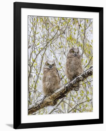 Wyoming, Two Great Horned Owls Sit in a Cottonwood Tree after Recently Fledging their Nest-Elizabeth Boehm-Framed Photographic Print