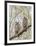 Wyoming, Two Great Horned Owls Sit in a Cottonwood Tree after Recently Fledging their Nest-Elizabeth Boehm-Framed Photographic Print
