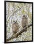 Wyoming, Two Great Horned Owls Sit in a Cottonwood Tree after Recently Fledging their Nest-Elizabeth Boehm-Framed Photographic Print