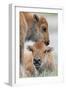 Wyoming, Yellowstone National Park, a Bison Calf Nuzzles Another to Play-Elizabeth Boehm-Framed Photographic Print